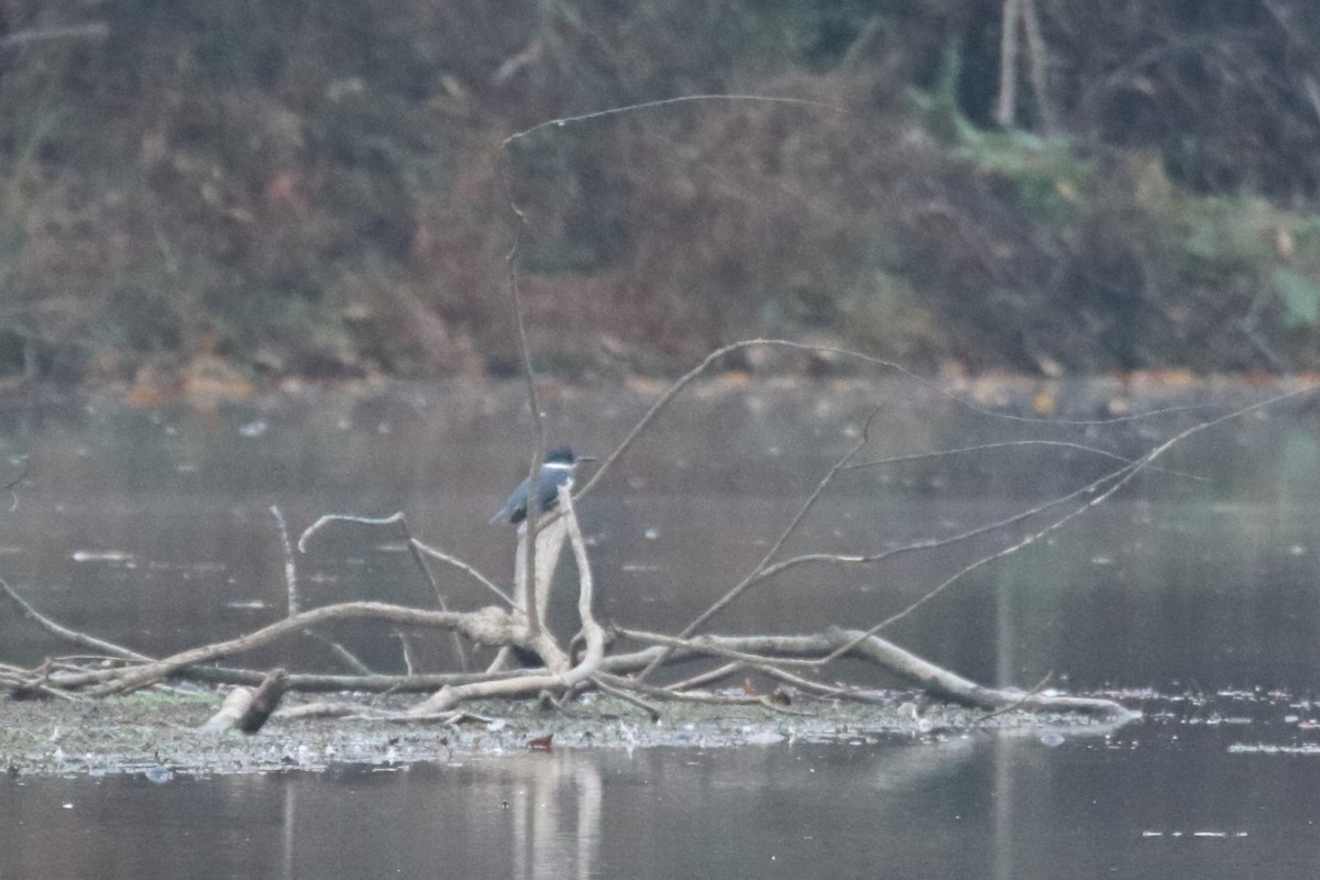 Belted Kingfisher - ML614130054