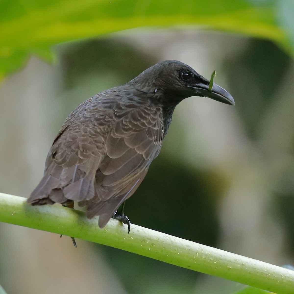 Samoan Starling - Douglas Faulder