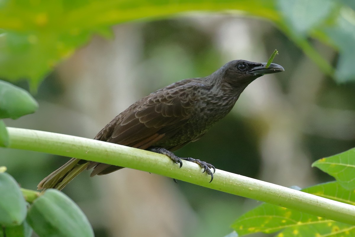 Samoan Starling - Douglas Faulder