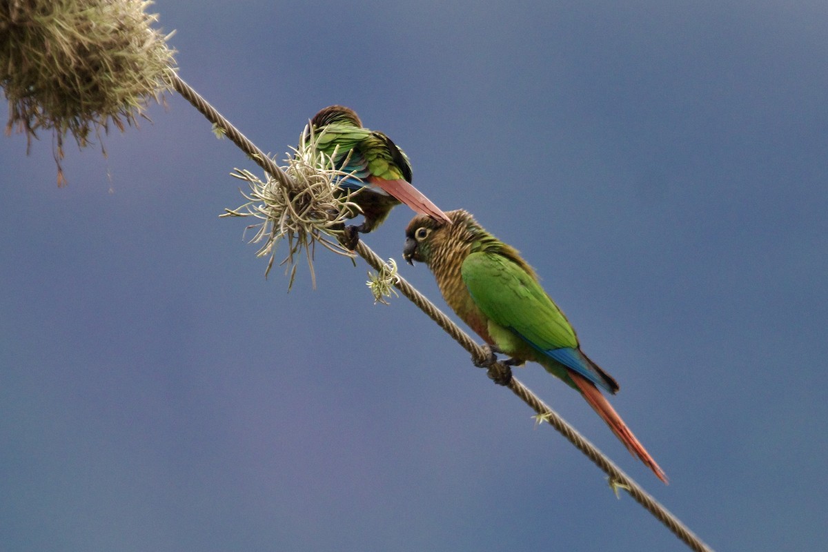 Green-cheeked Parakeet - ML614130704