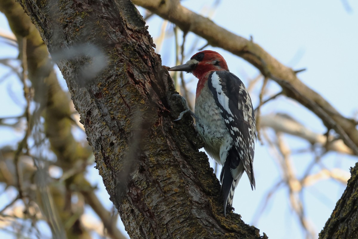 Red-breasted Sapsucker - ML614130764