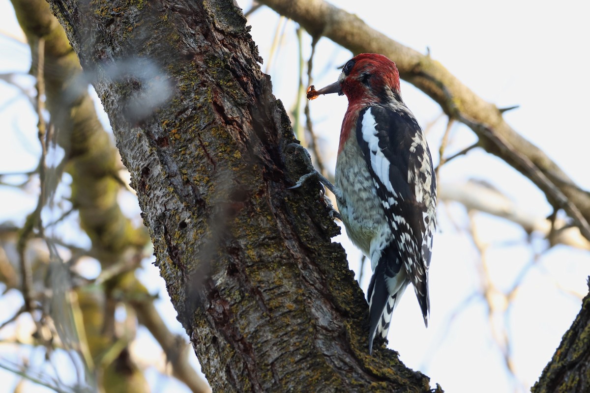 Red-breasted Sapsucker - ML614130765