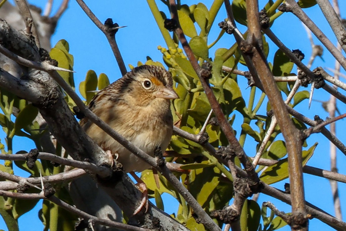 Grasshopper Sparrow - ML614130885