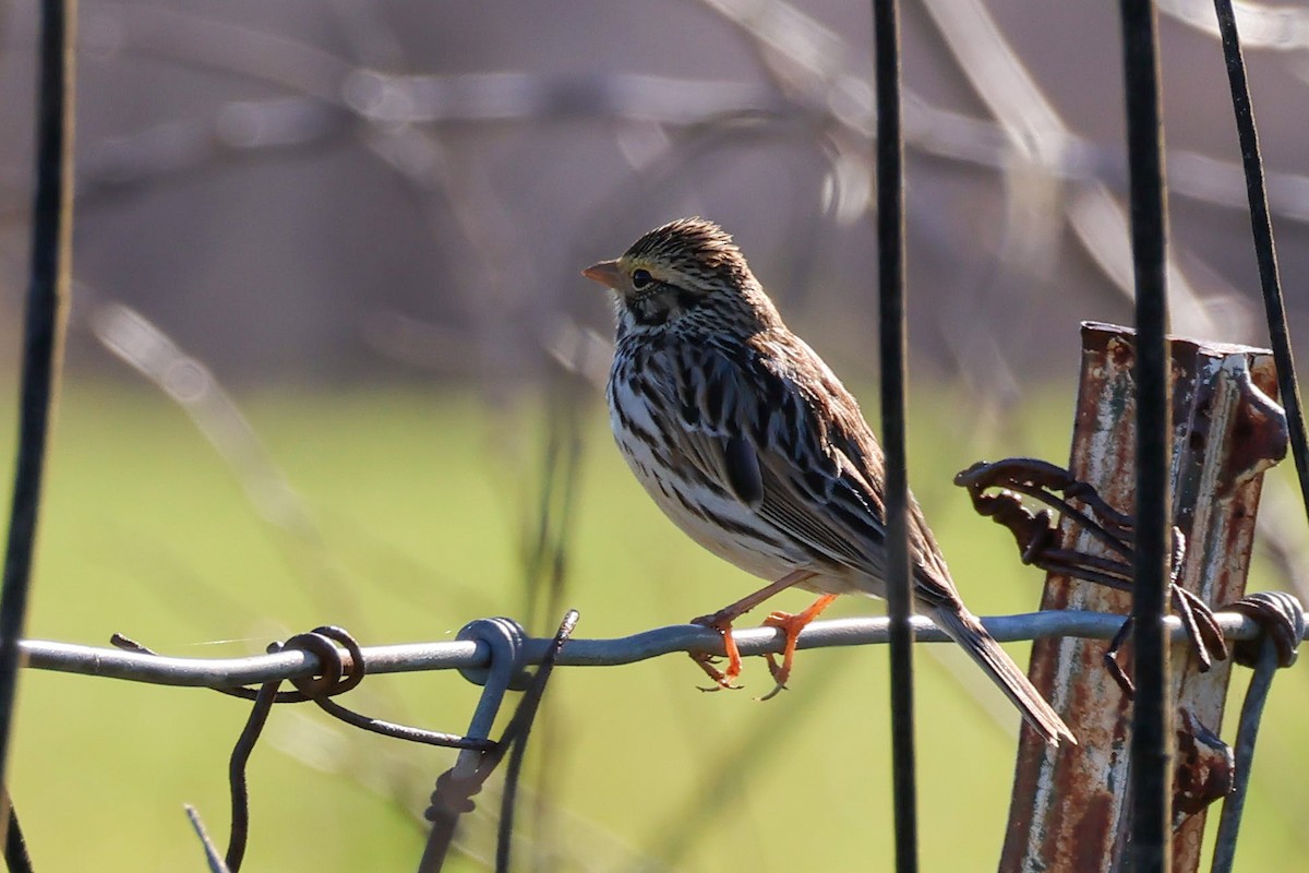 Savannah Sparrow (Savannah) - Parker Marsh