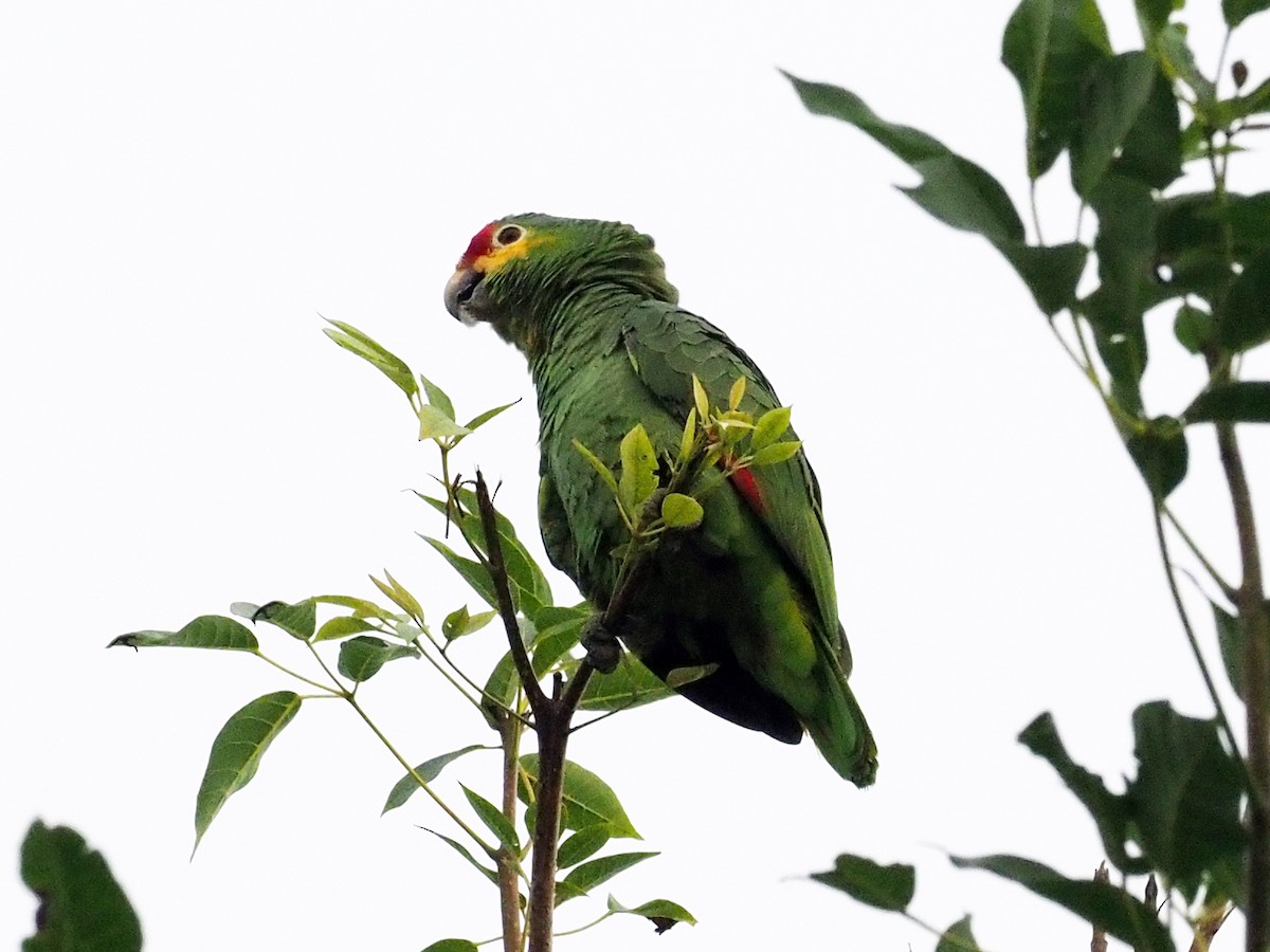 Red-lored Parrot - ML614131767
