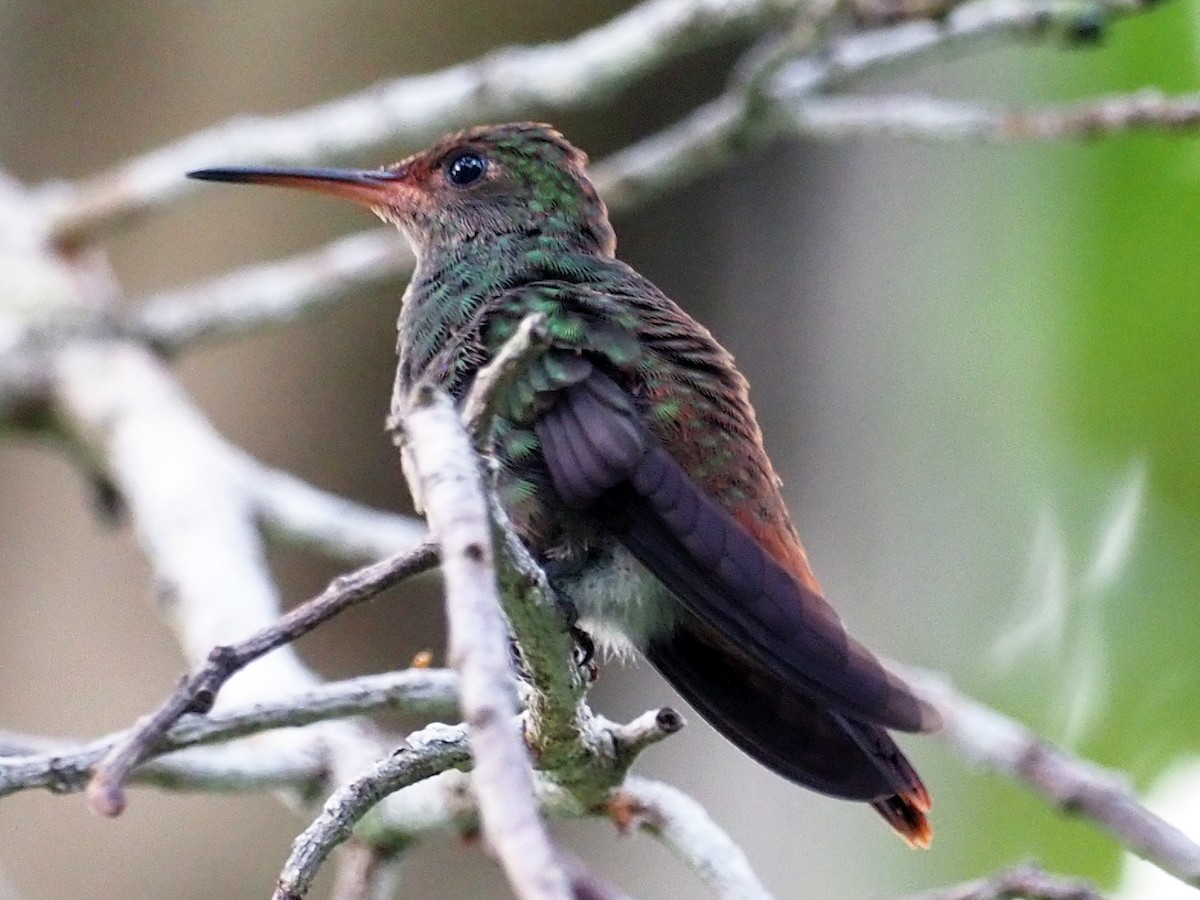 Rufous-tailed Hummingbird - ML614131811