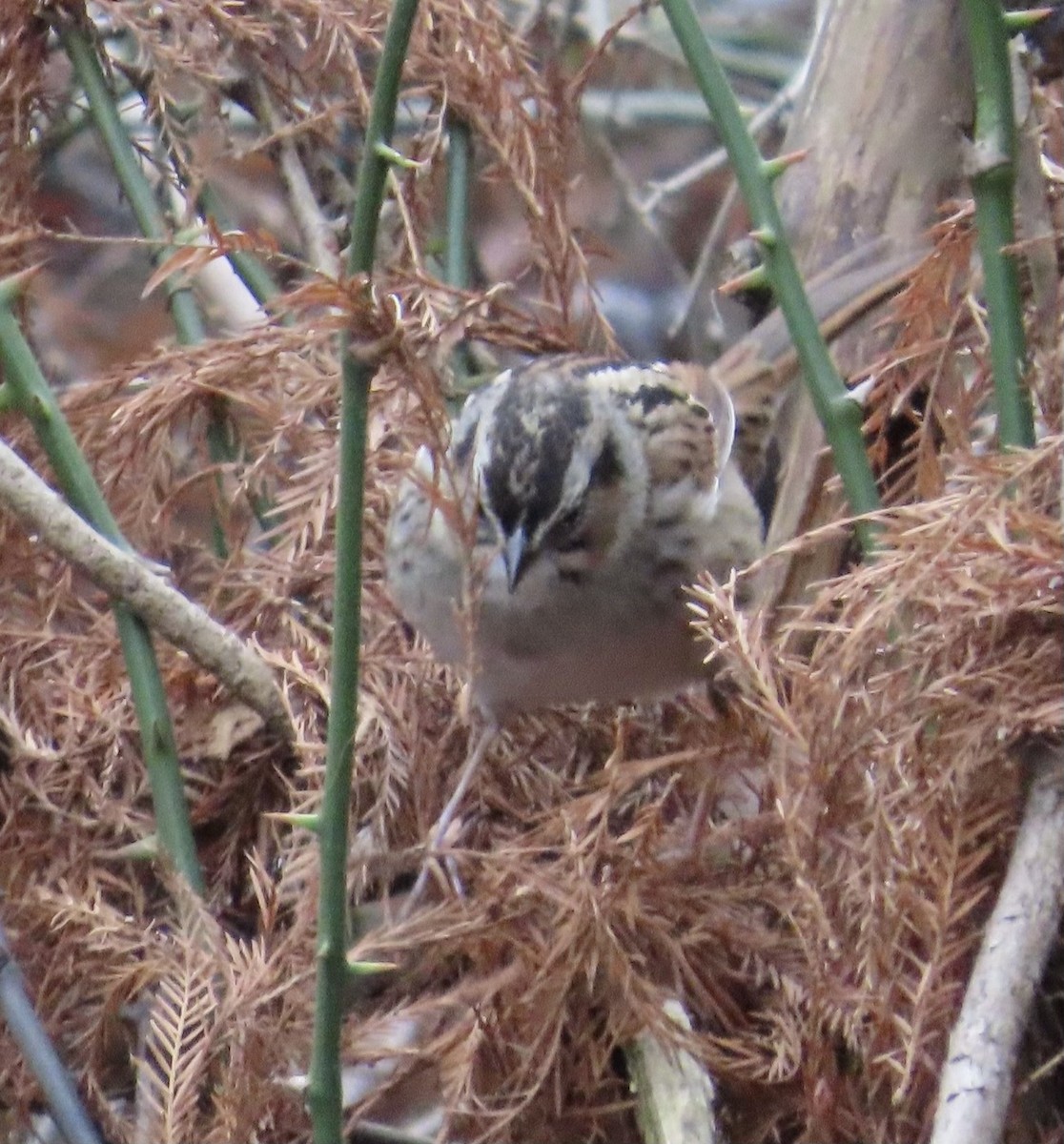 Swamp Sparrow - ML614131850