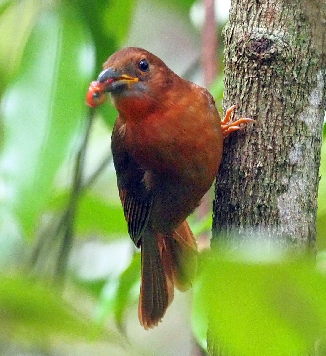 Red-throated Ant-Tanager - ML614132051