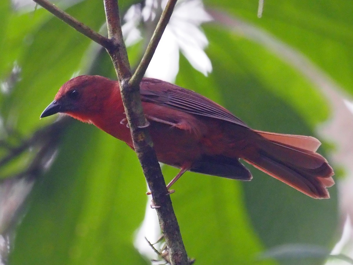 Red-throated Ant-Tanager - ML614132055