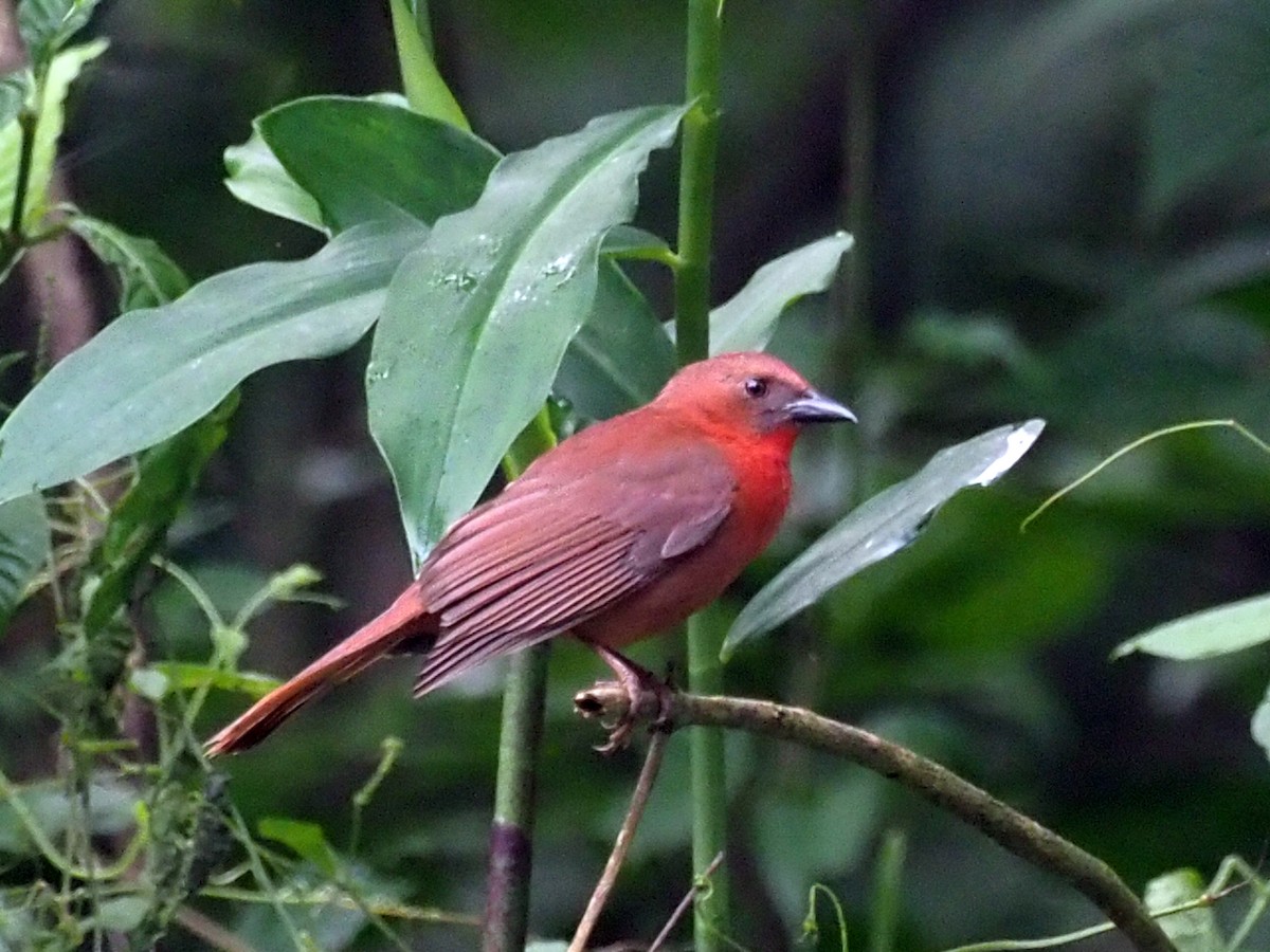 Red-throated Ant-Tanager - ML614132056
