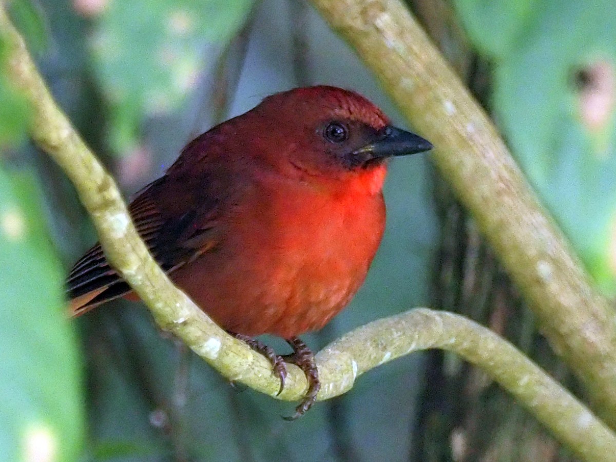 Red-throated Ant-Tanager - ML614132058
