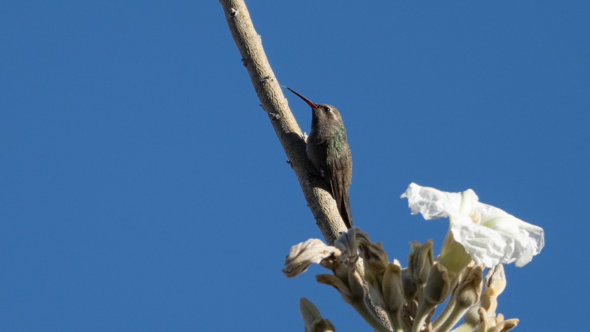 Dusky Hummingbird - ML614132093