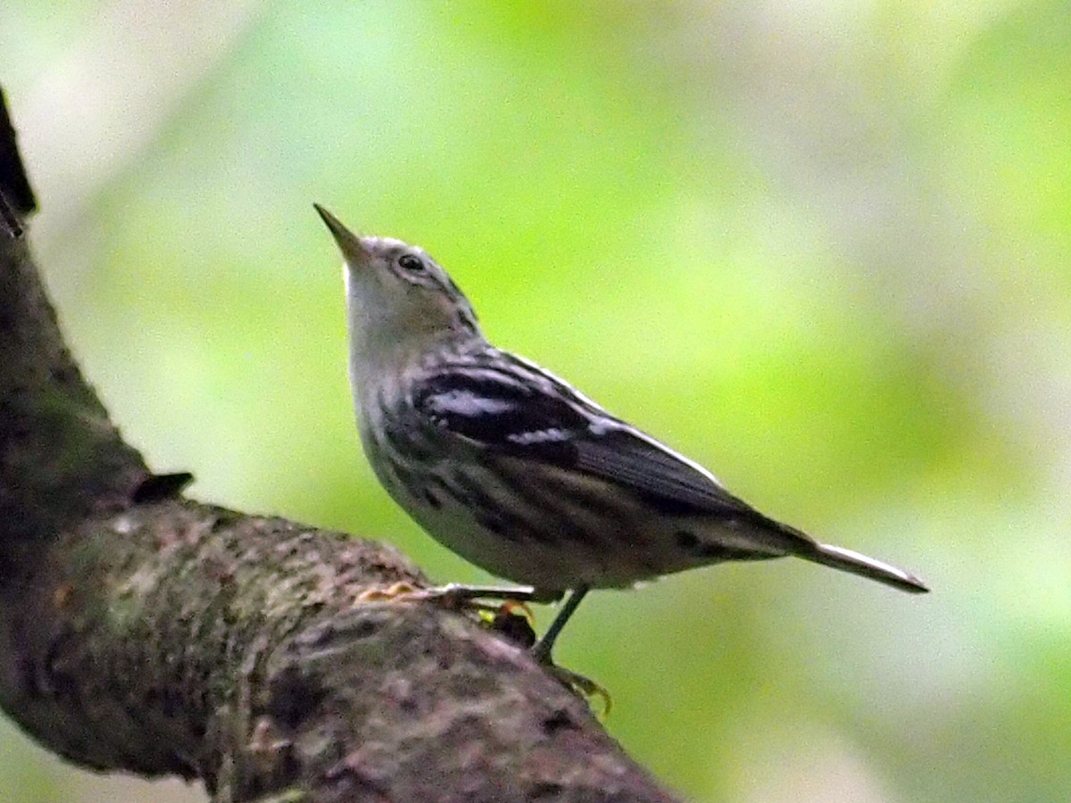 Black-and-white Warbler - ML614132097