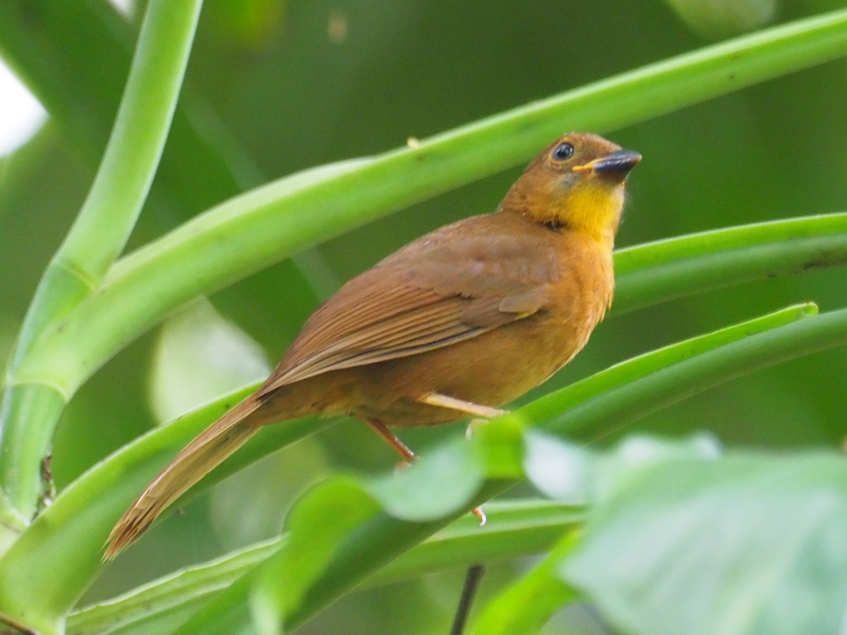 Red-throated Ant-Tanager - ML614132160