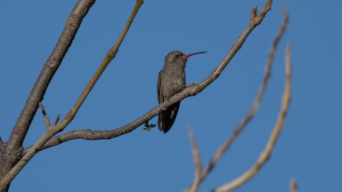 Dusky Hummingbird - ML614132211