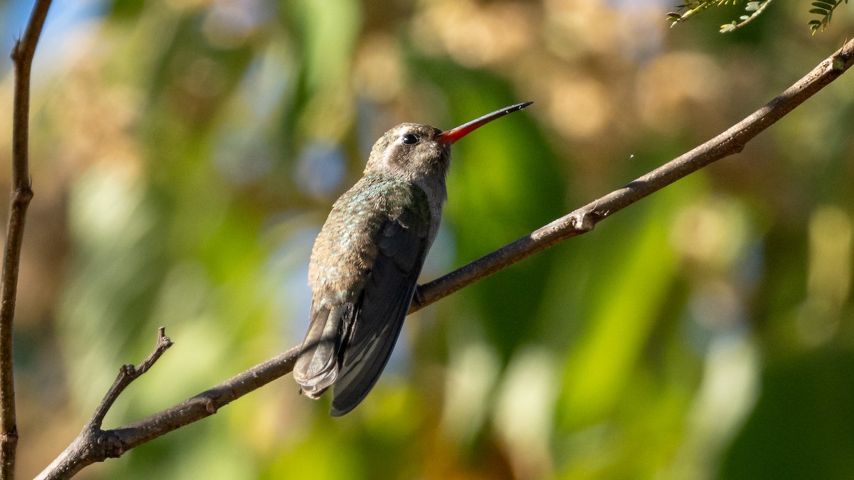 Dusky Hummingbird - ML614132213