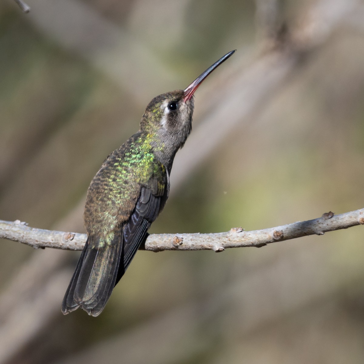 Dusky Hummingbird - ML614132215