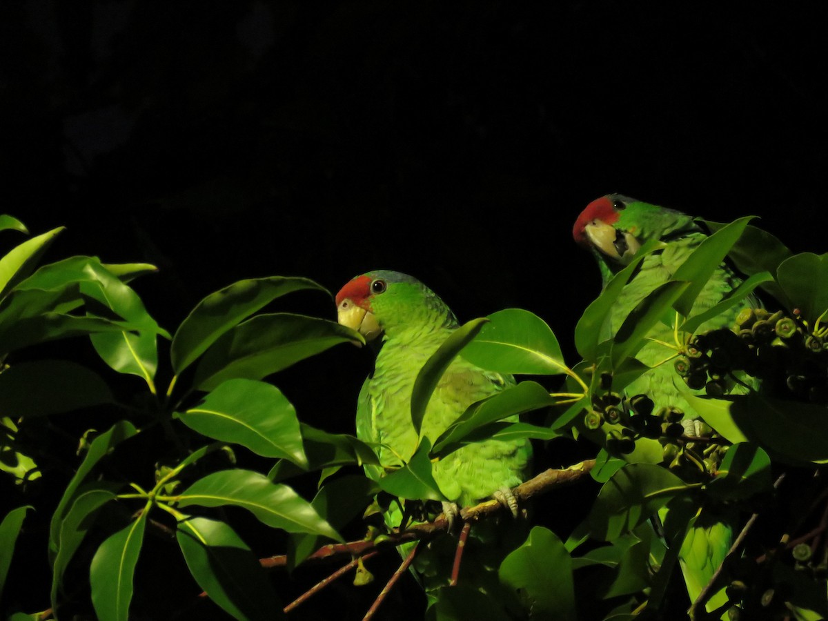 Red-crowned Parrot - ML614132901