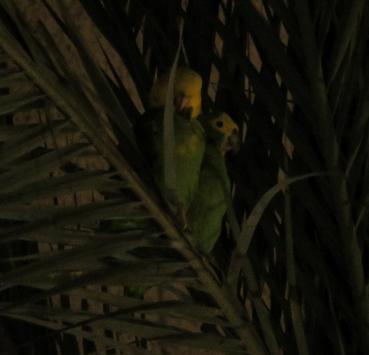 Yellow-headed Parrot - ML614132933