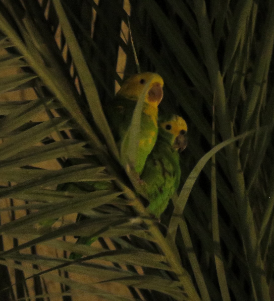Yellow-headed Parrot - Noah Arthur