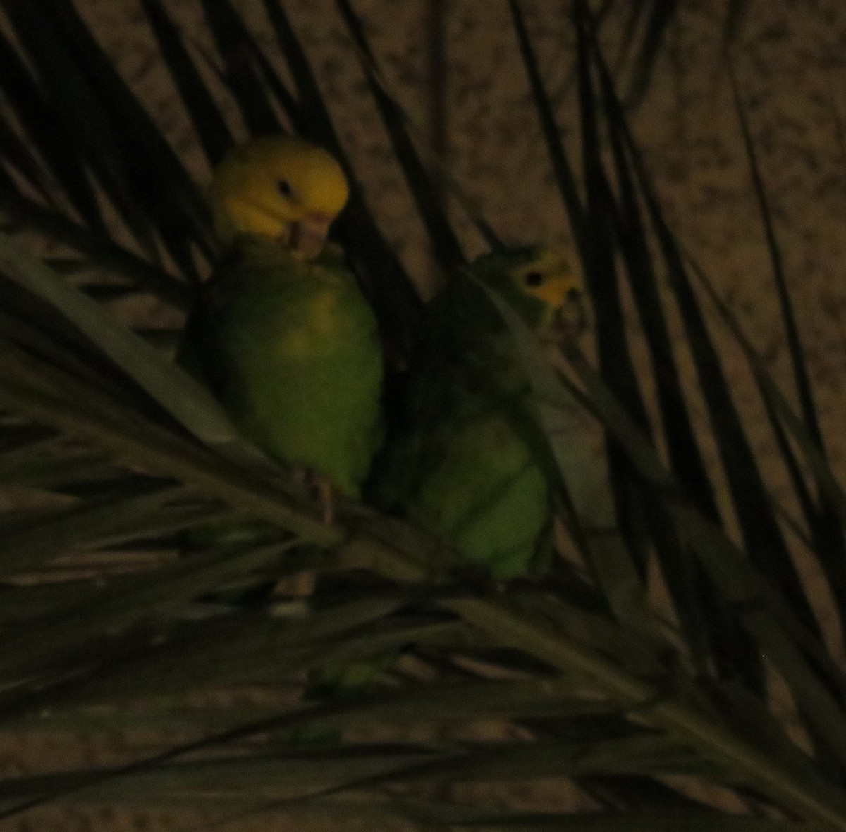 Yellow-headed Parrot - ML614132935