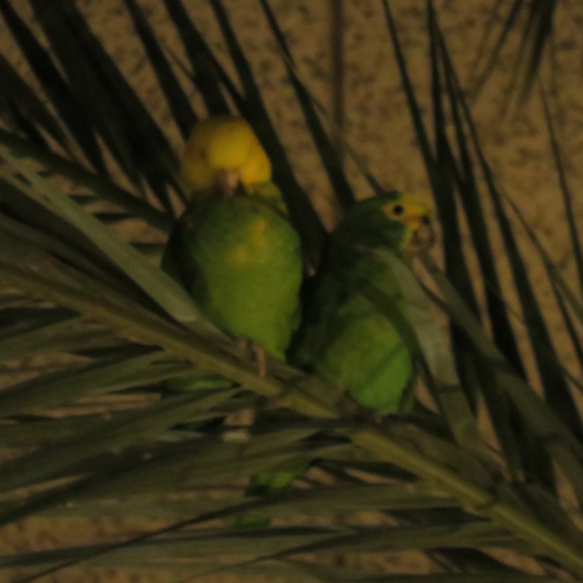 Yellow-headed Parrot - ML614132936