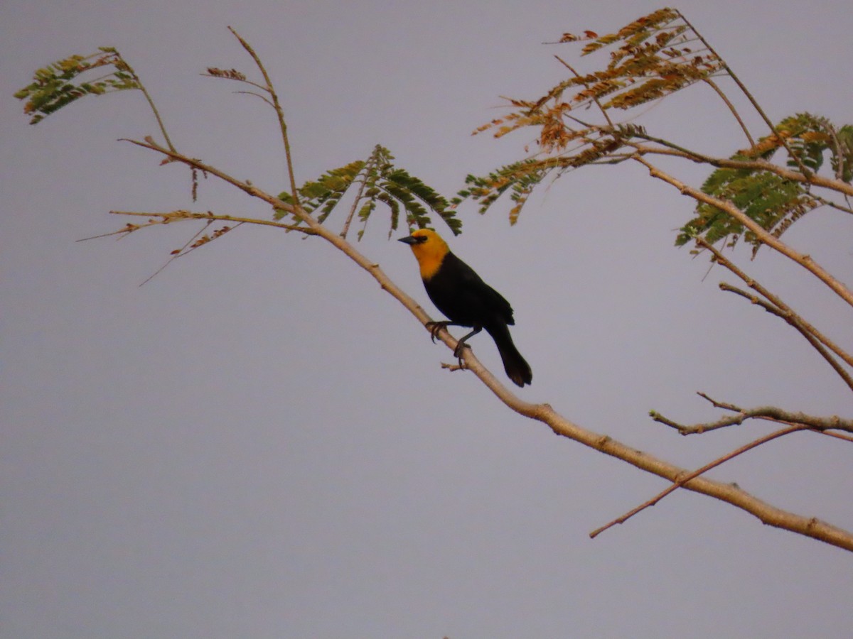 Yellow-hooded Blackbird - ML614132947