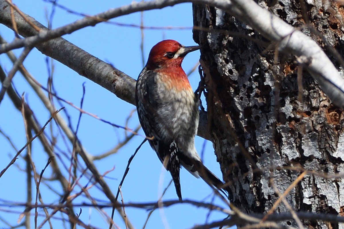 Red-breasted Sapsucker - ML614133072