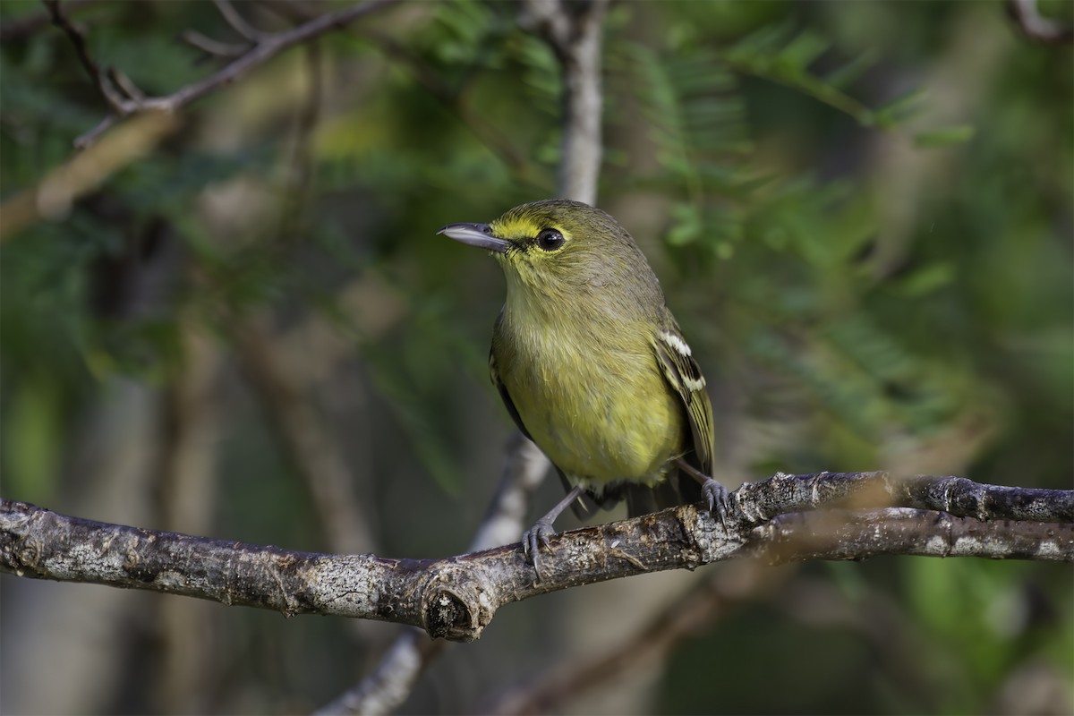 Thick-billed Vireo - ML614133089