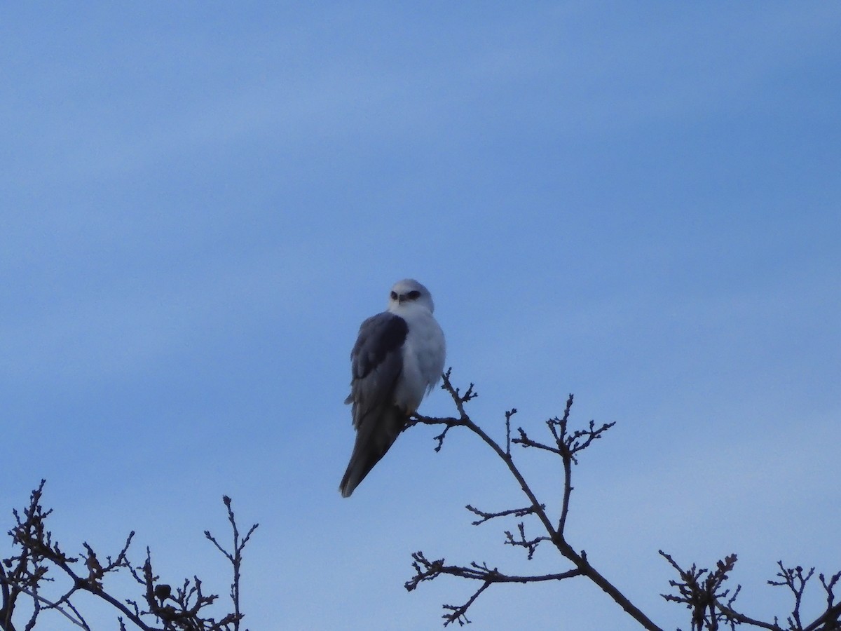 White-tailed Kite - ML614133342