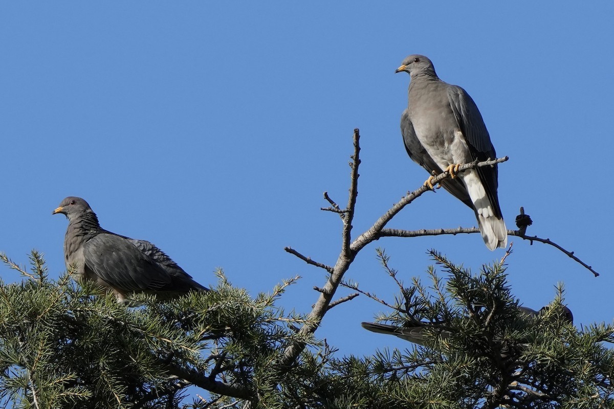 Band-tailed Pigeon - ML614133472