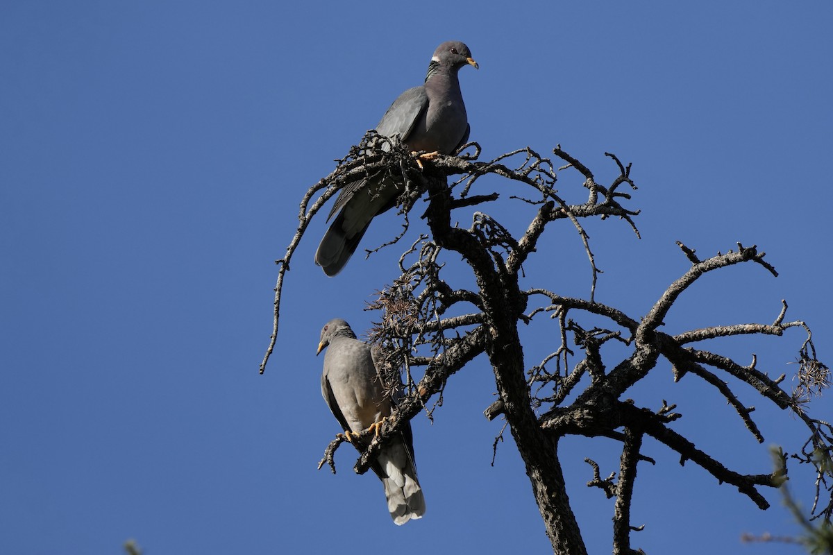 Band-tailed Pigeon - ML614133473