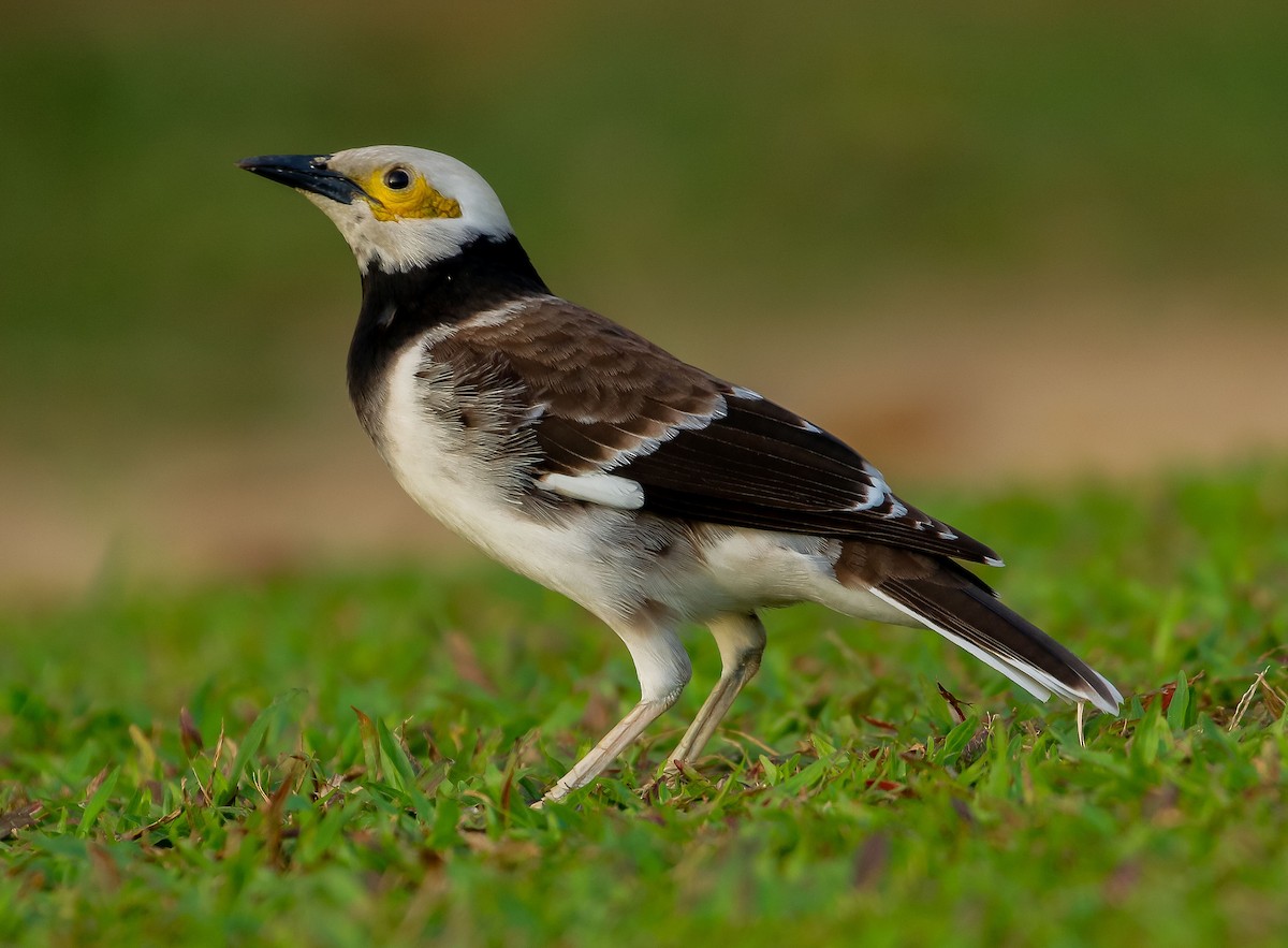 Black-collared Starling - Neoh Hor Kee
