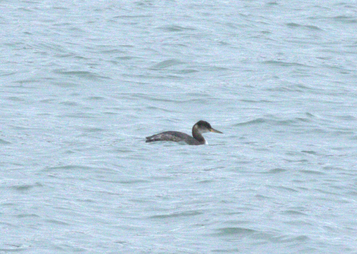 Red-necked Grebe - ML614133640