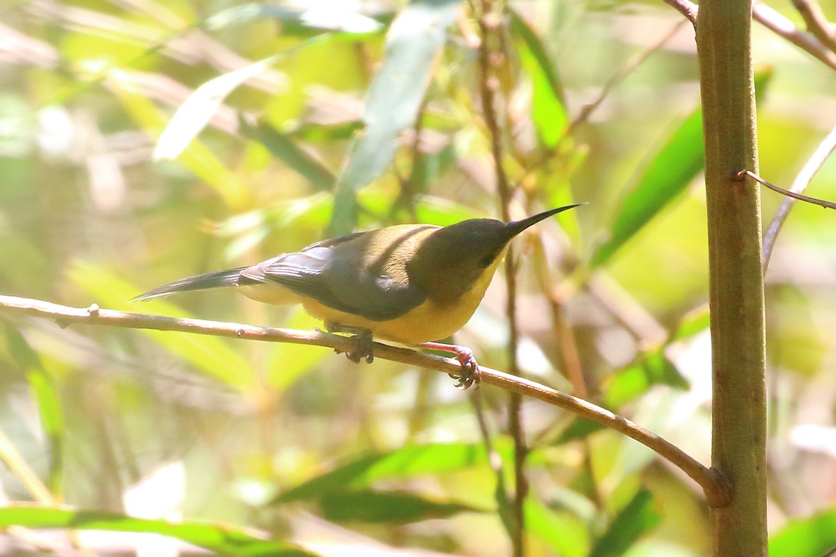 ebird-checklist-29-jan-2024-bargo-state-conservation-area-hill-top