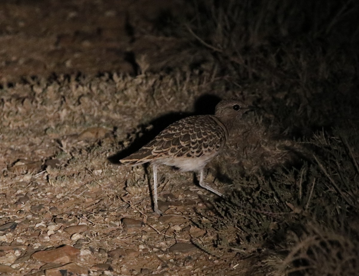 Double-banded Courser - ML614134166