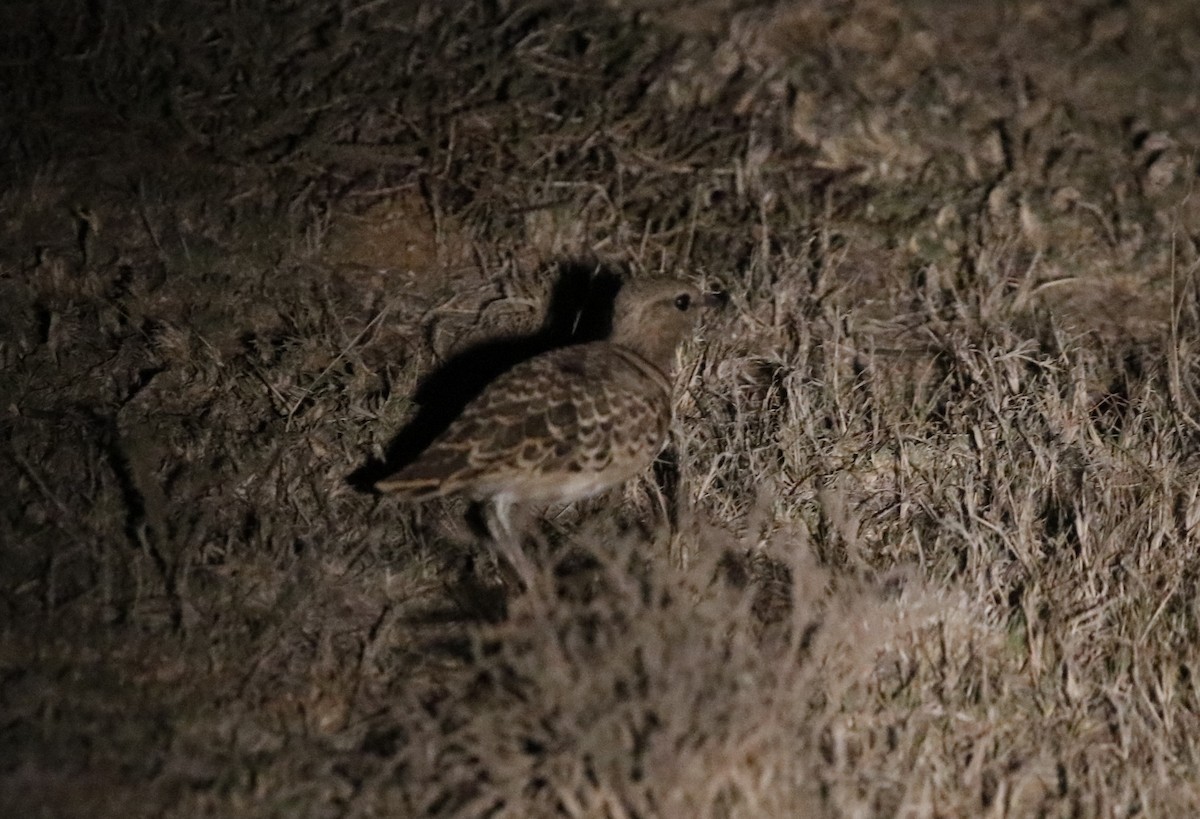 Double-banded Courser - ML614134167