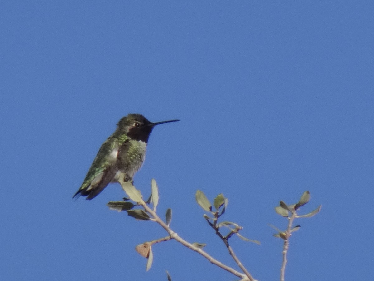 Anna's Hummingbird - ML614134175