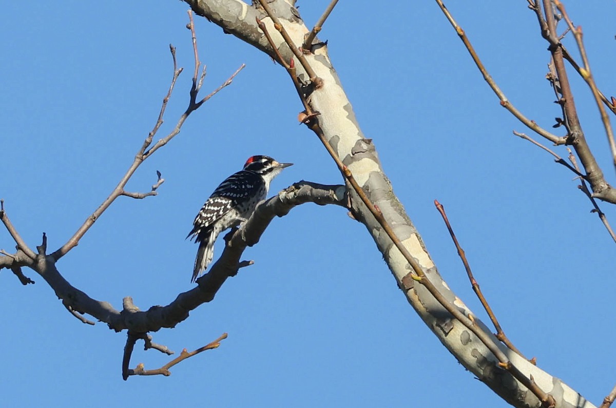 Nuttall's Woodpecker - ML614134203