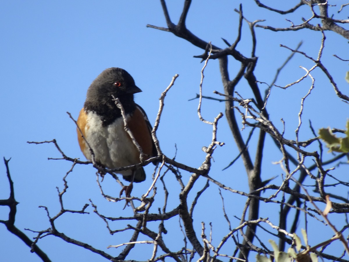 Spotted Towhee - ML614134223