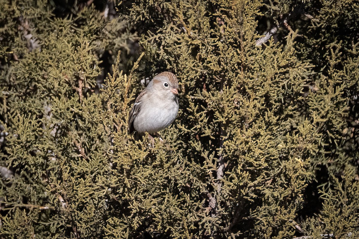 Field Sparrow - ML614134256