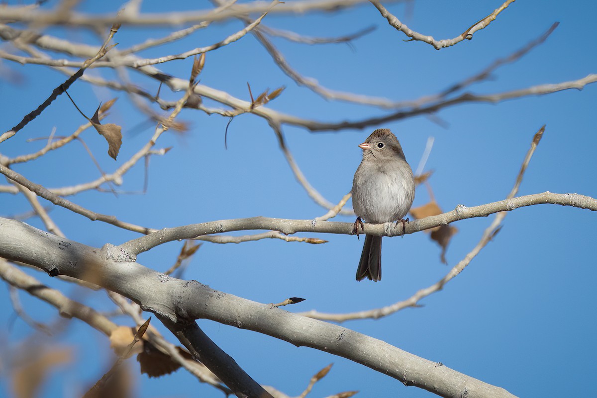 Field Sparrow - ML614134257