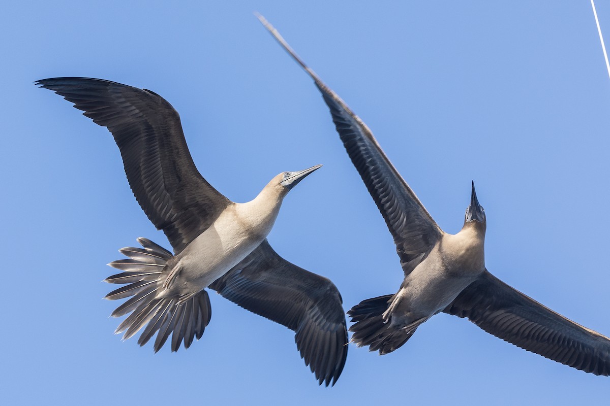 Red-footed Booby (Eastern Pacific) - ML614134512