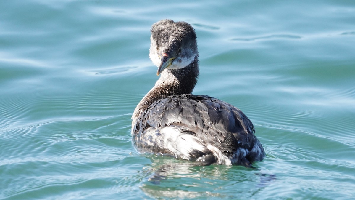 Red-necked Grebe - ML614134587
