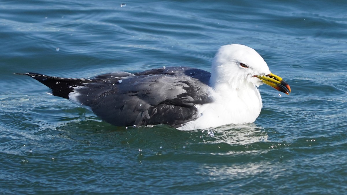 Black-tailed Gull - ML614134617