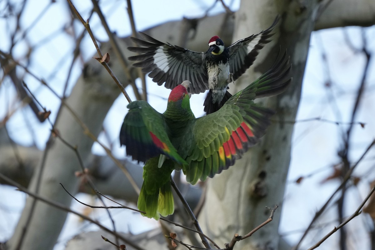 Red-crowned Parrot - ML614134703