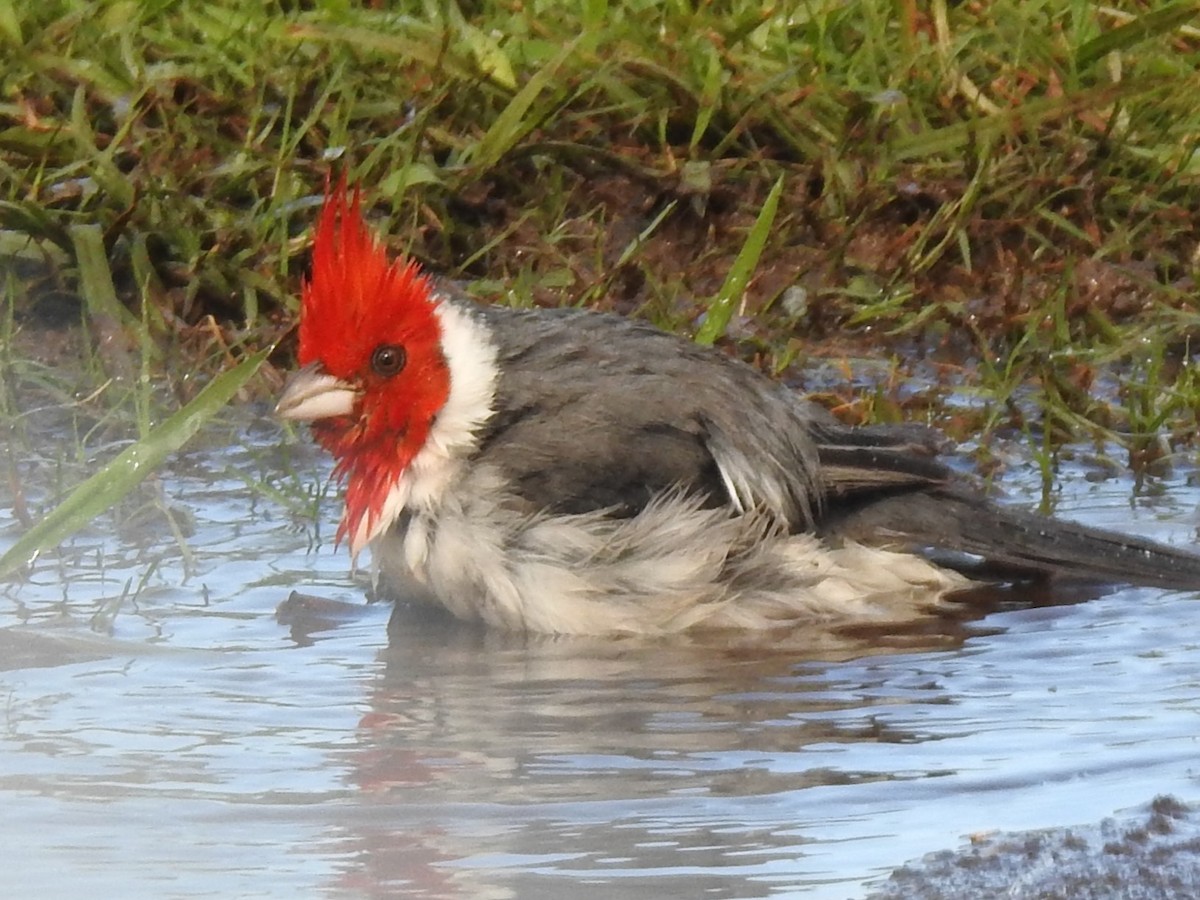 Red-crested Cardinal - ML614134715