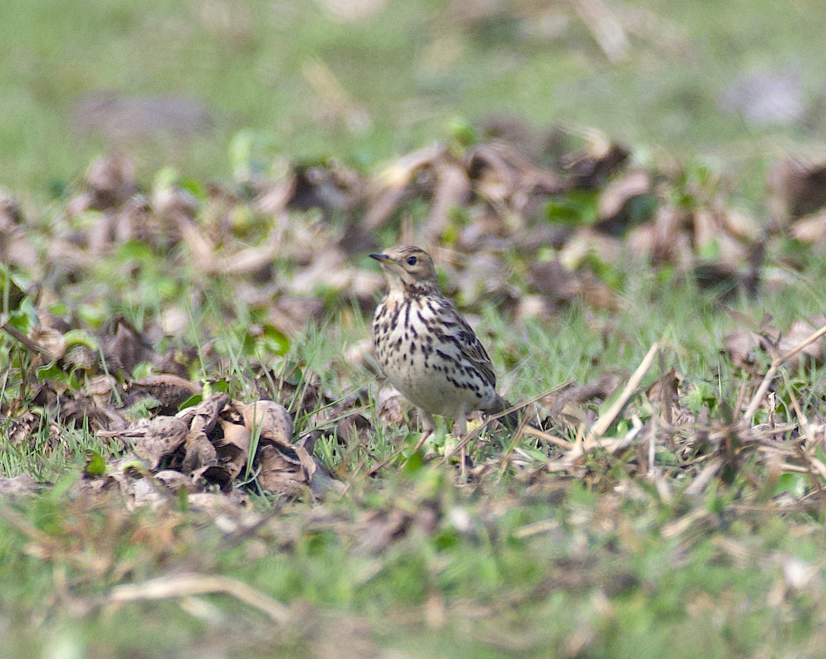 Red-throated Pipit - ML614134786