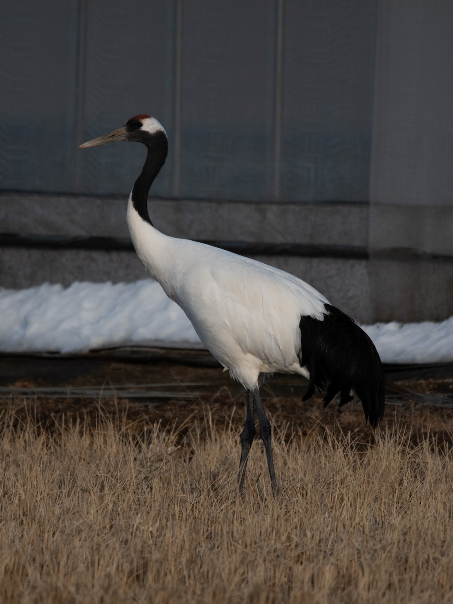 Red-crowned Crane - ML614135168
