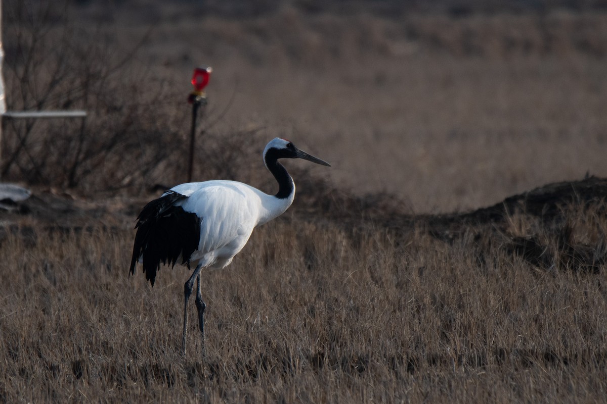 Red-crowned Crane - ML614135169